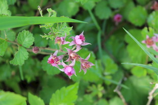 茅莓花