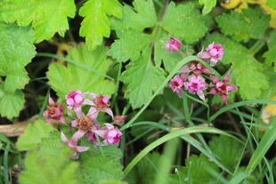 茅莓花