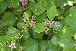 茅莓花