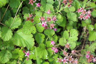 茅莓花