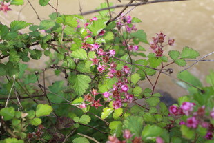 茅莓花