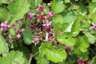 茅莓花