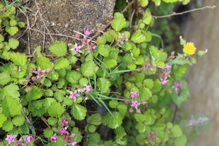 茅莓花