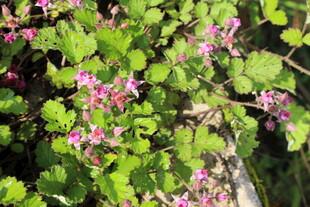茅莓花