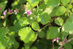 茅莓花