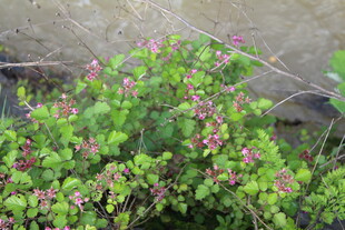 茅莓花