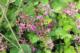 茅莓花