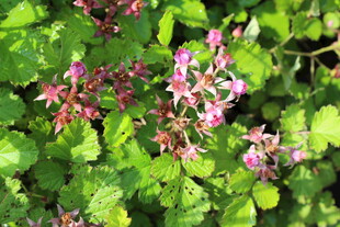 茅莓花