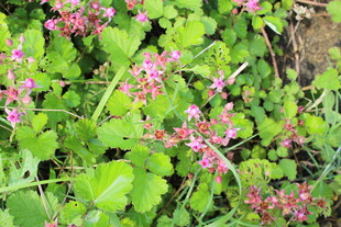 茅莓花