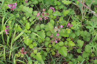 茅莓花