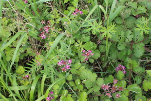 茅莓花