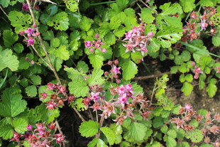 茅莓花