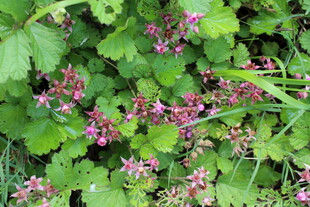 茅莓花
