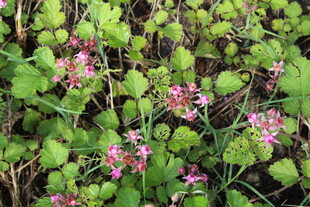 茅莓花