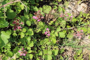 茅莓花
