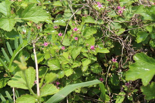 茅莓花