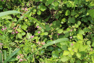 茅莓花