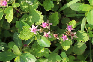 茅莓花