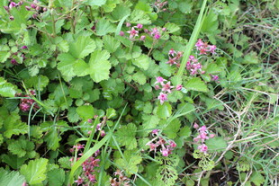 茅莓花