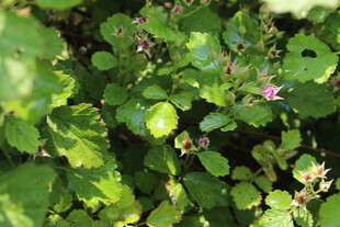 茅莓花