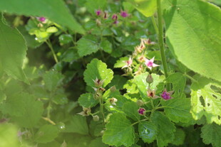 茅莓花