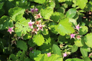 茅莓花
