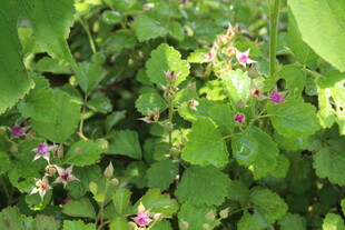 茅莓花
