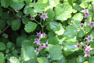 茅莓花