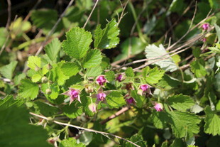茅莓花