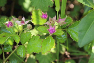 茅莓花