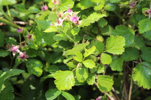 茅莓花