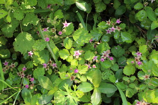 茅莓花