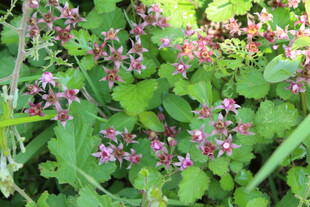 茅莓花