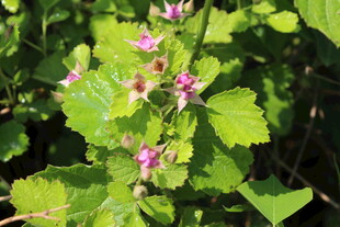 茅莓花