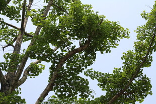银杏树