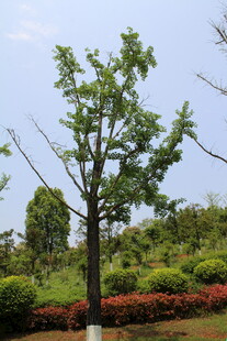 银杏树