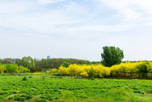 春日田野油菜花风景图