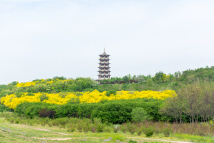 田野中古塔旁的灿烂黄花