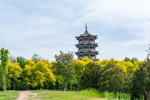 绿树环绕中的古塔景观