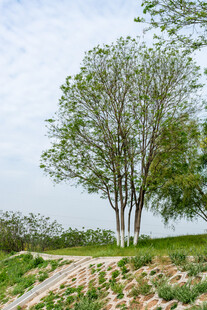 田野旁葱郁树木风景图