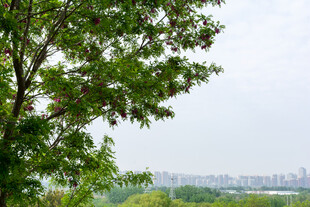 绿树掩映下的城市远景