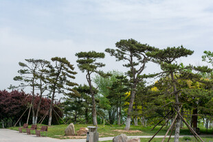 园林景观中的造型松树