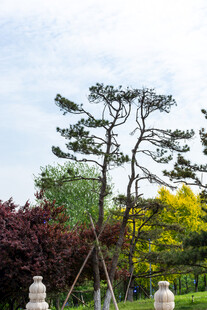 园林中造型独特的松树