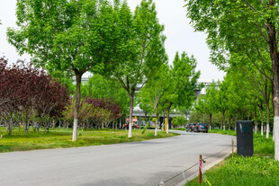 林荫大道绿意盎然的街景