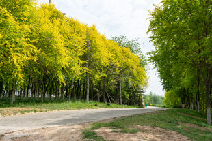 林间小路绿树成荫的美景
