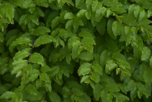 翠绿繁茂的叶片背景图