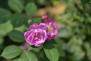 娇艳粉色蔷薇花