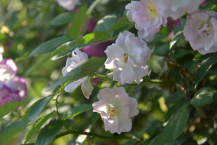 绽放的柔美蔷薇花