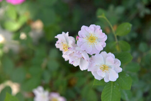 粉嫩蔷薇花绽放