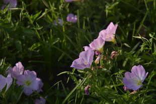 春日草地中的淡紫色小花
